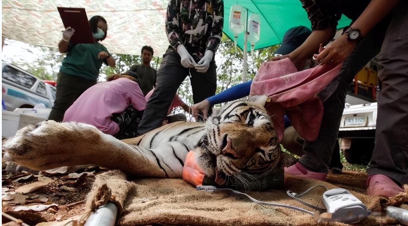 【是否他杀】泰国七十二只老虎集中死亡：引全球动物保护组织关注【内容提要】泰七十二