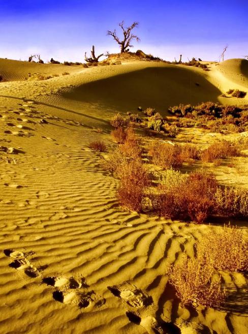 为什么现在要大规模的治理塔克拉玛干大沙漠，一个33万平方公里区域，因为以色列可以