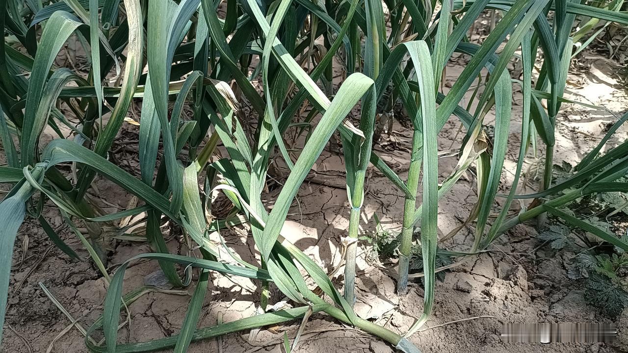 4月15日，河南杞县蒜苔价让农民寒了心。免费来抽蒜苔了，近期在杞县出现的高频