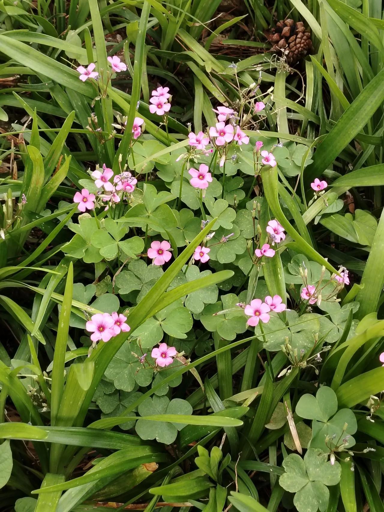 出上：叶落花残秋已尽，对下：枝肥果绿夏刚来。