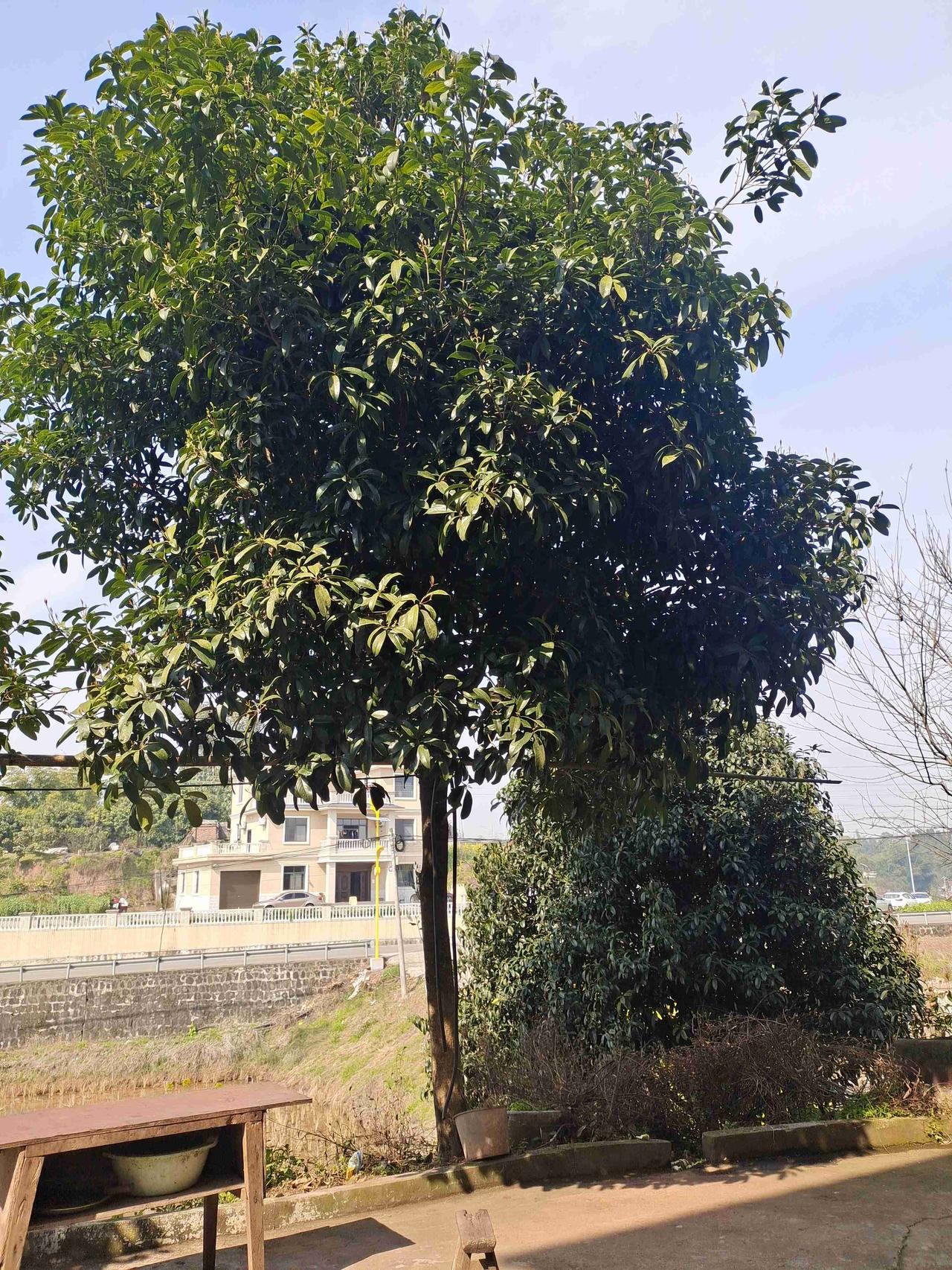 自从回老家得知老家我种的那些枇杷树被砍光之后，我就告诉我的孩子们，从今往后别再想