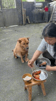 狗狗太懂事了[赞]