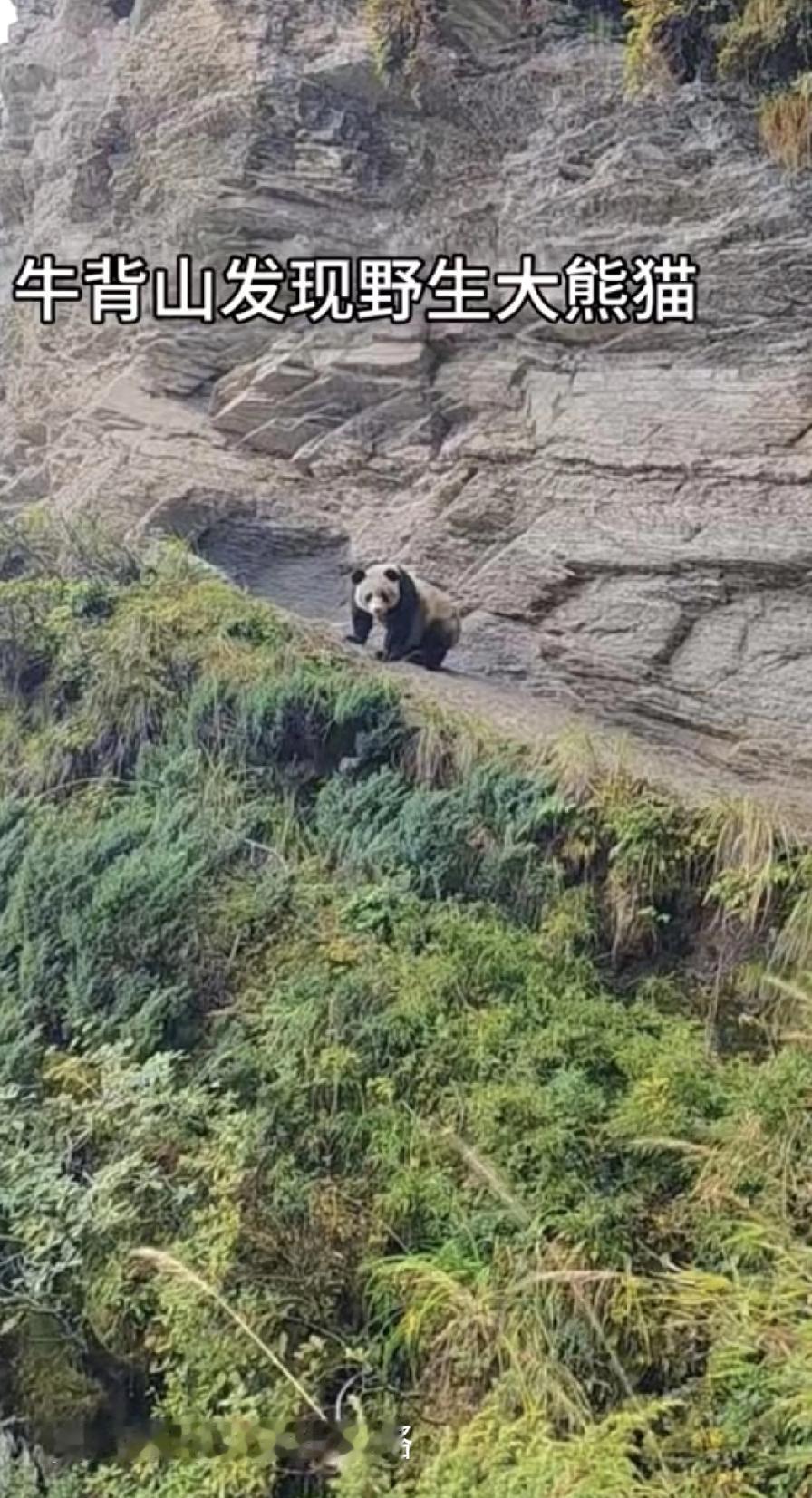 牛背山惊现“黑白团子”!游客手抖拍国宝,背后生态密码太上头家人们谁懂啊!牛