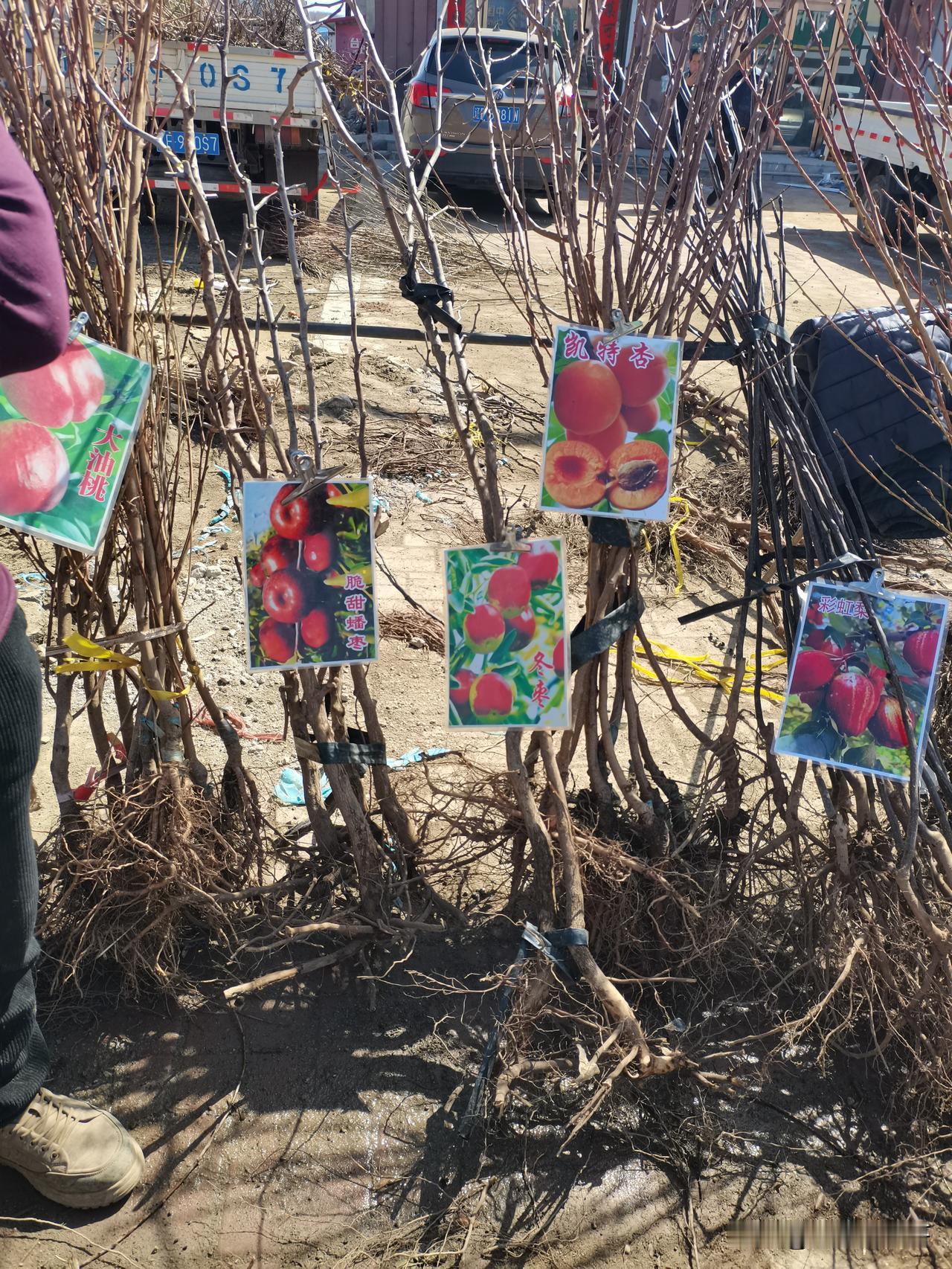 丹东农村大集市，帮人买几棵枣树苗，问了好几个摊位都没有卖的，在最后一家找到了。他