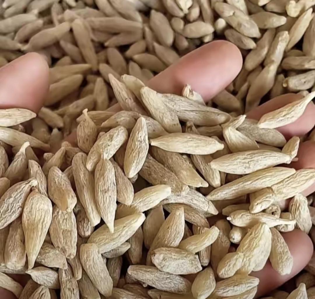 昨天在社区药店买麦冬，100克59元，算下来一斤近300块。转头去中医院药房，2