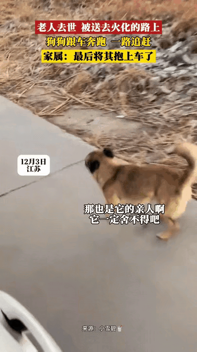 太有灵性了，谁养的小动物跟谁亲啊！老人去世，在送往火葬场的车上，他养的小狗一
