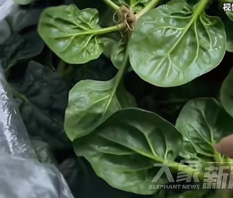 这种级别的菠菜竟然在河南卖不出去最近，河南有人在互联网上发布了一条视频，内容是