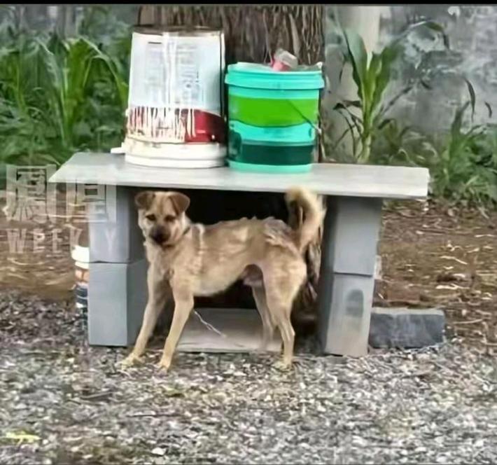 山西长治狗咬人引发血案，关键就是郭家的强势，打狗得看主人面。可以说是狗仗人势咬