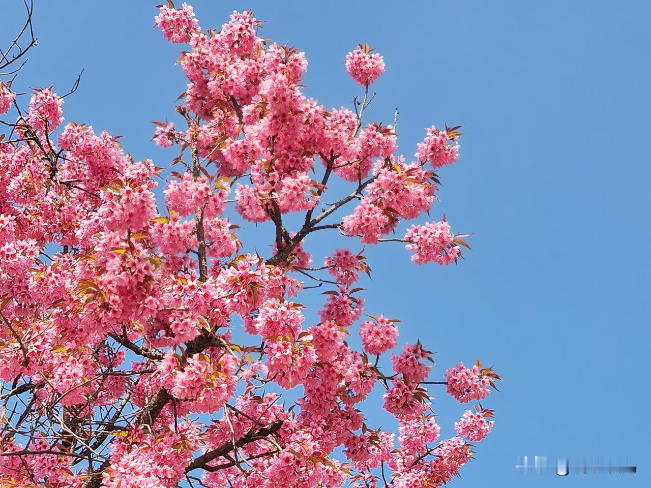 冬樱花开喜迎新年！春城阳光灿烂，天空湛蓝，冬樱花开正艳！愿即将到来的20