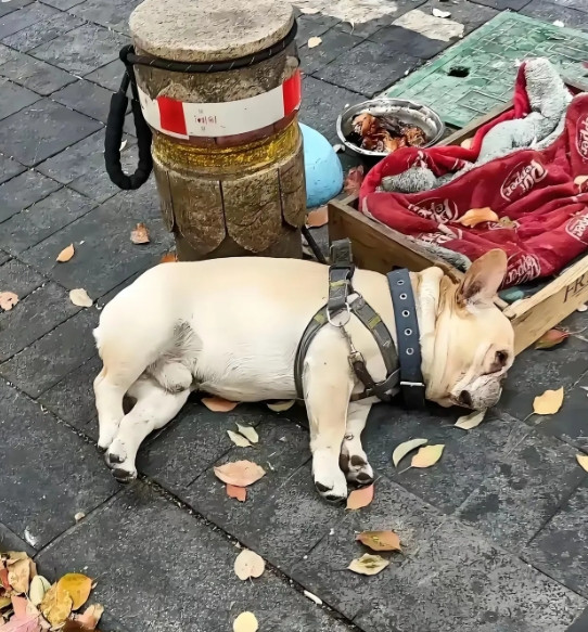 这只法斗被主人遗弃在大街上了，连狗窝也一起丢出来了，这么可爱的狗狗