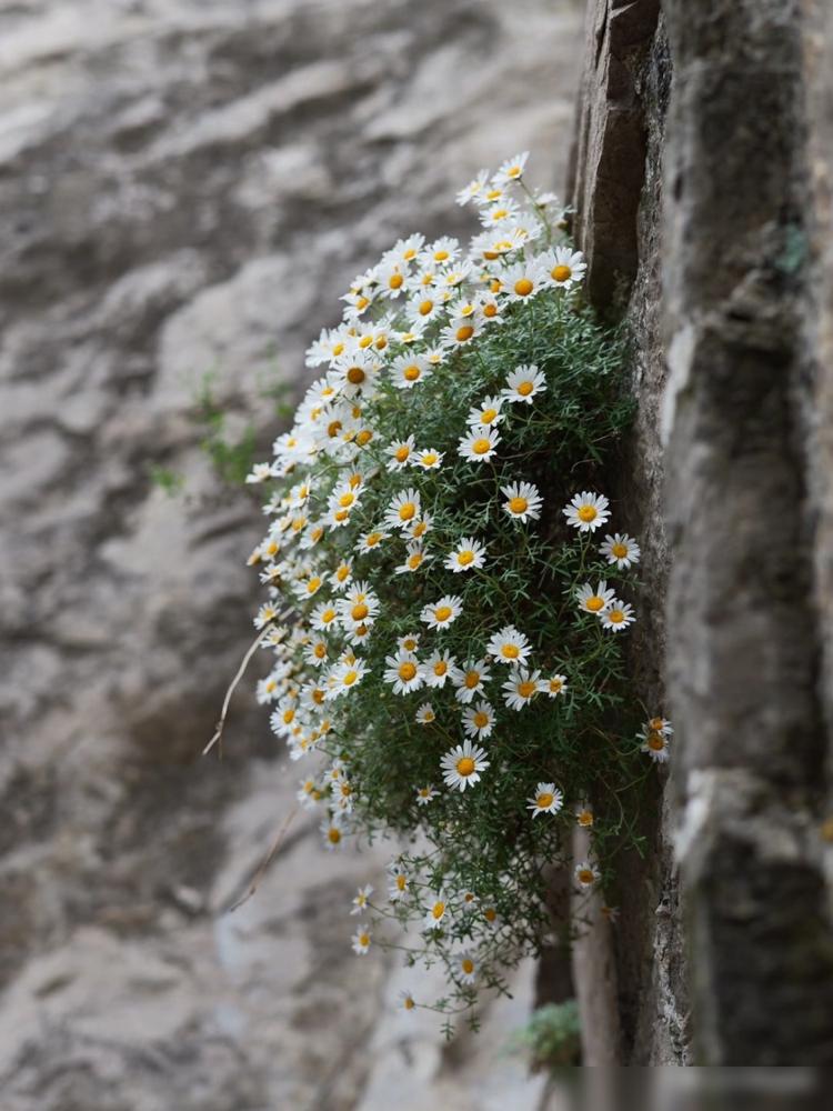 刚在高中同学群看到一个噩耗，太吓人了！​我们班长才56岁，比我大1岁，月初同