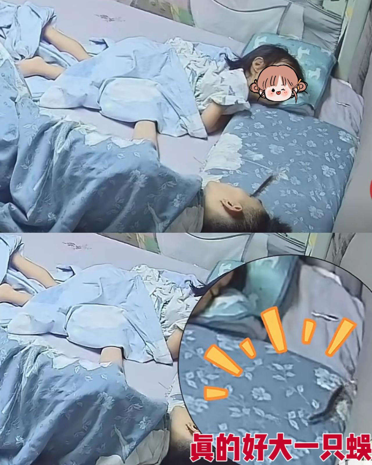 妈呀，夏天最让人害怕的事，莫过于睡着了床上爬上一条大蜈蚣吧！江苏这一家人偏
