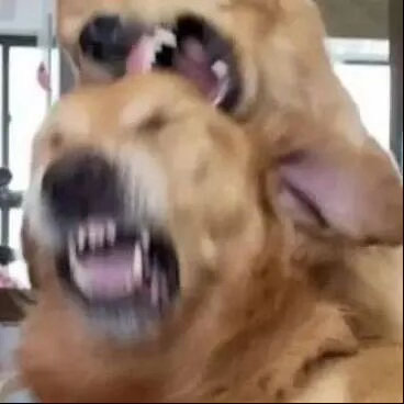 非常喜欢一些发癫的猫狗表情包