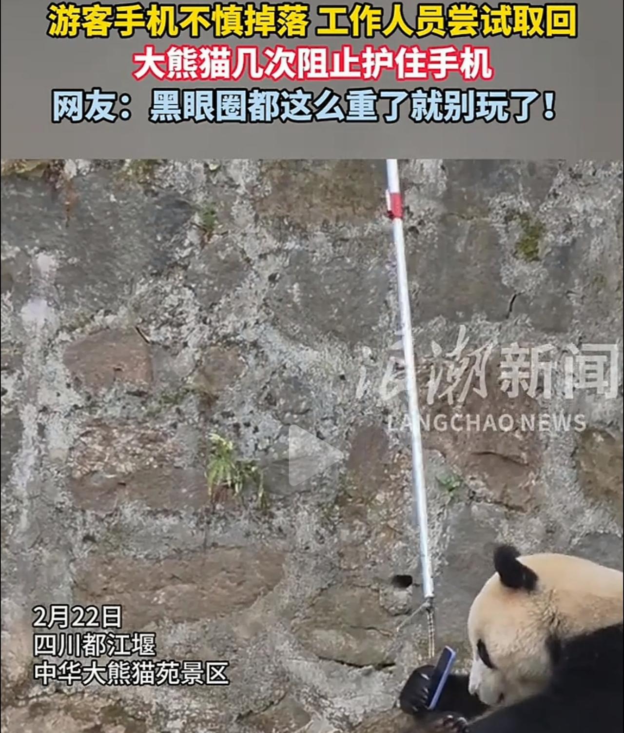 救命！都江堰熊猫死死抱住游客手机！喂肉都不换！结局你肯定想不到！四川都江堰中华大