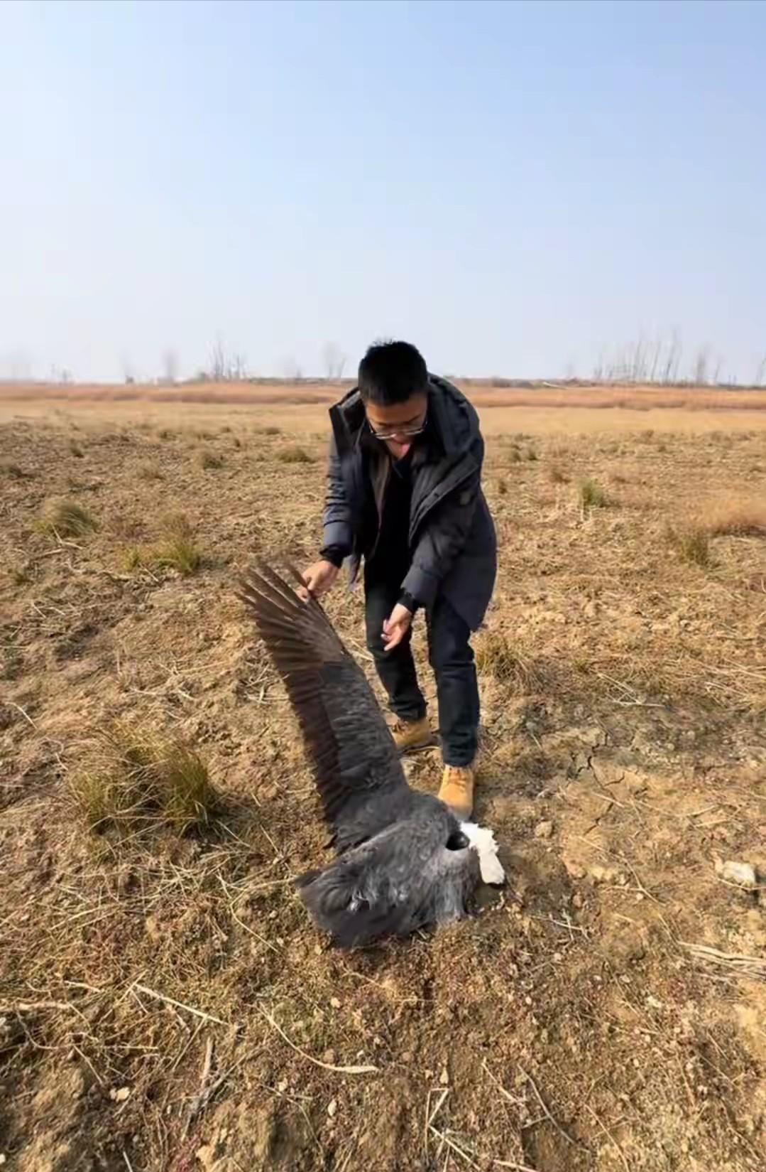 🌙抓到了！鄱阳湖投毒的抓到了！就在几天前，鄱阳湖湿地的志愿者巡查时，发现了
