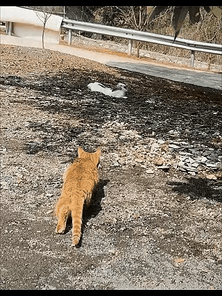 橘猫这次看走眼了吧！这可不是老鼠[汗]