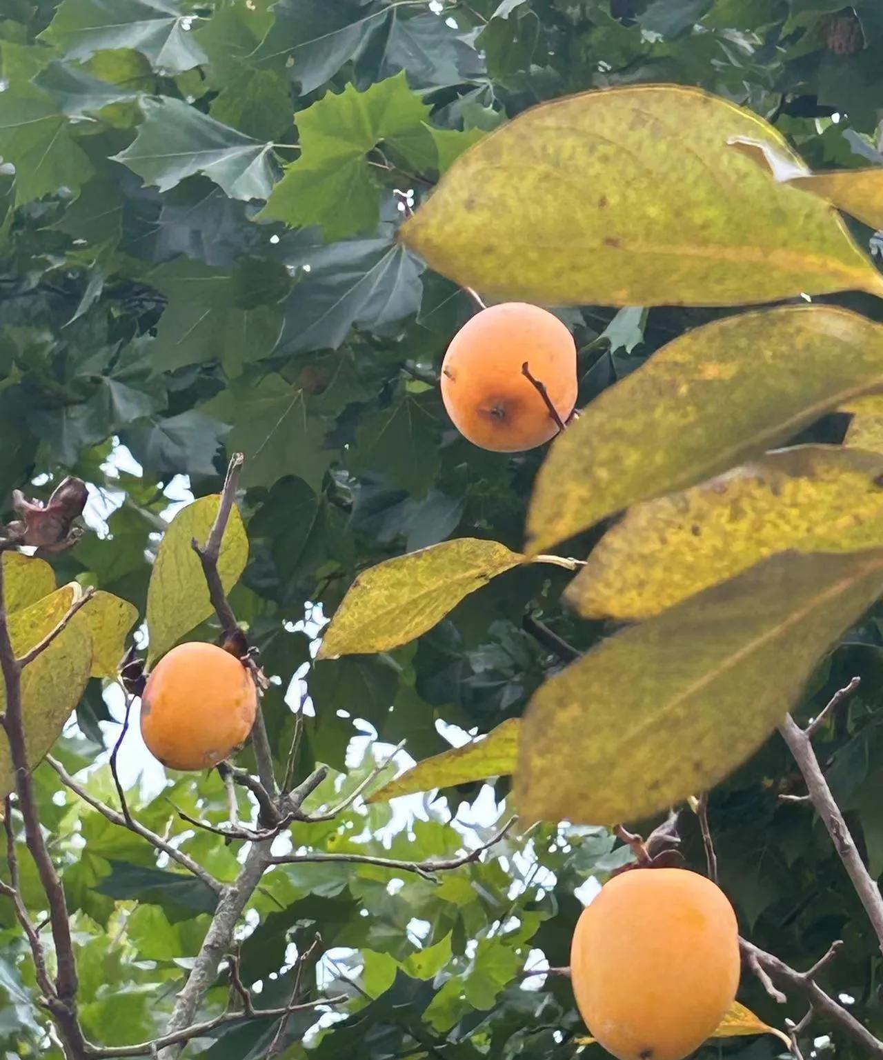 当兵时，我们团长多年不回乡，对于村里来人托办事，基本上不帮忙，但对于一件事，他却