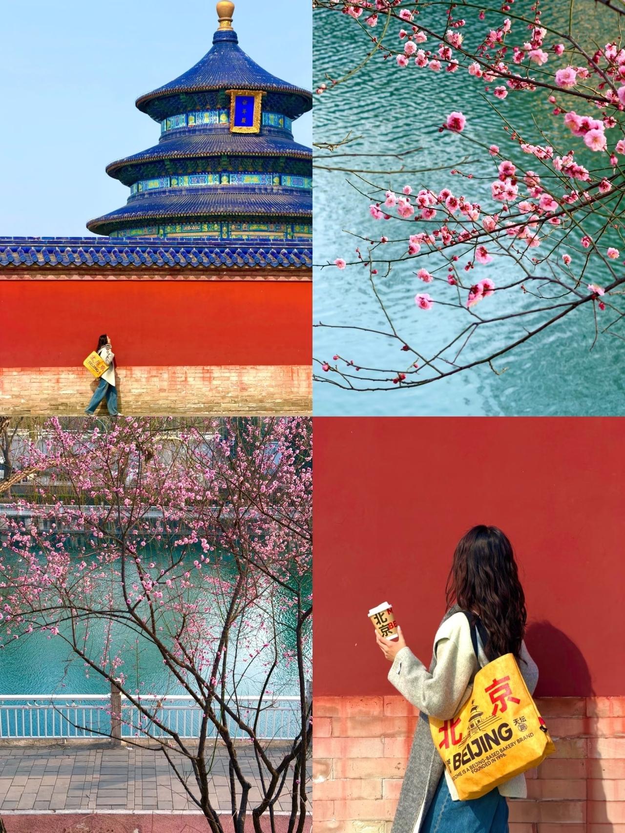 3.12天坛实拍无滤镜！接下来十天，粉花缀红墙、绿瓦映春光，堪称传统中式美学的高