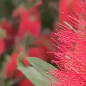 种植🌹红千层种植方法一、种植时间想要种植好红千层，就要选择好合适的时间。要从