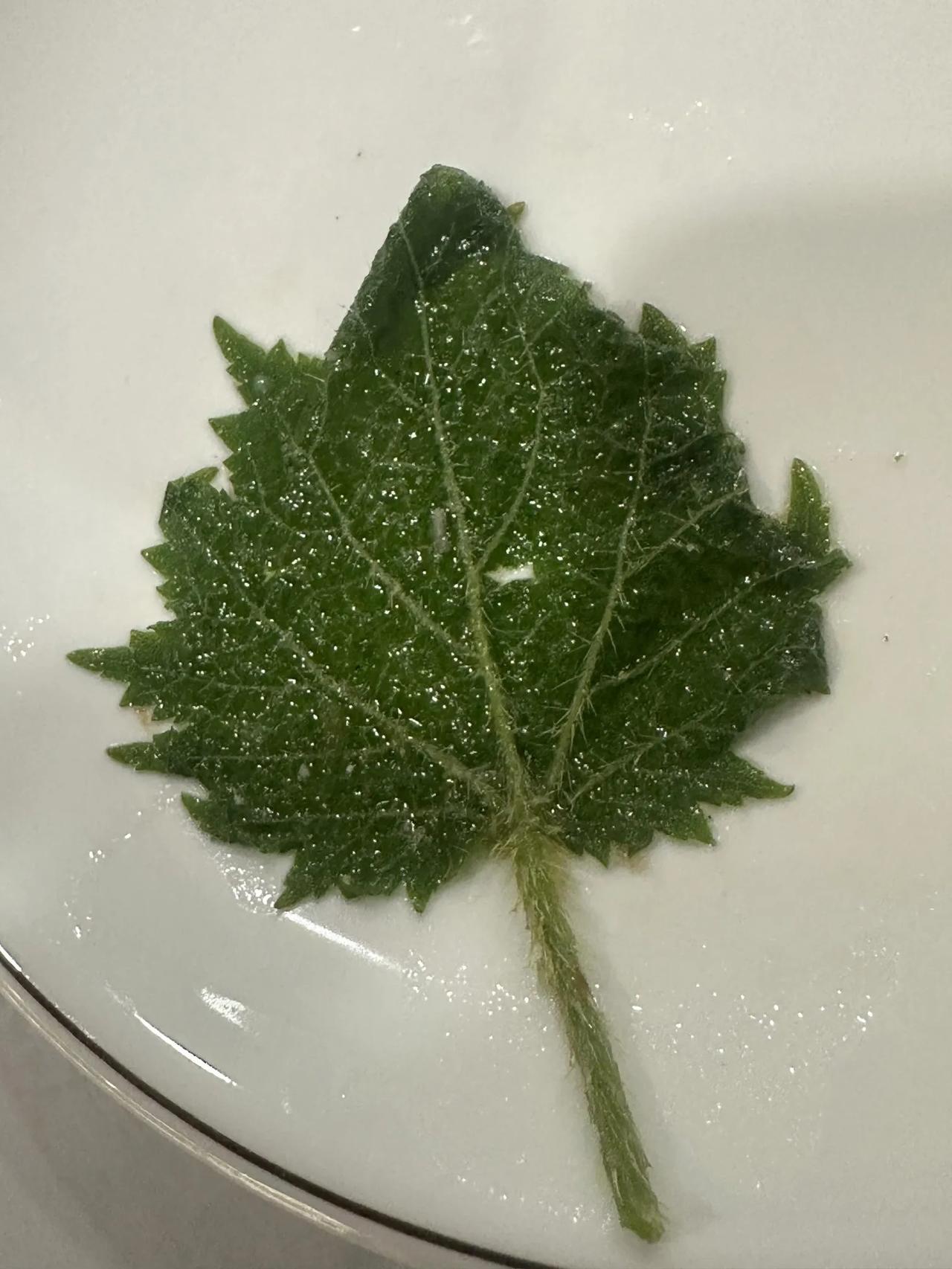 贵州火锅扎嘴菜贵州火锅吃到的，这种扎嘴菜是什么菜