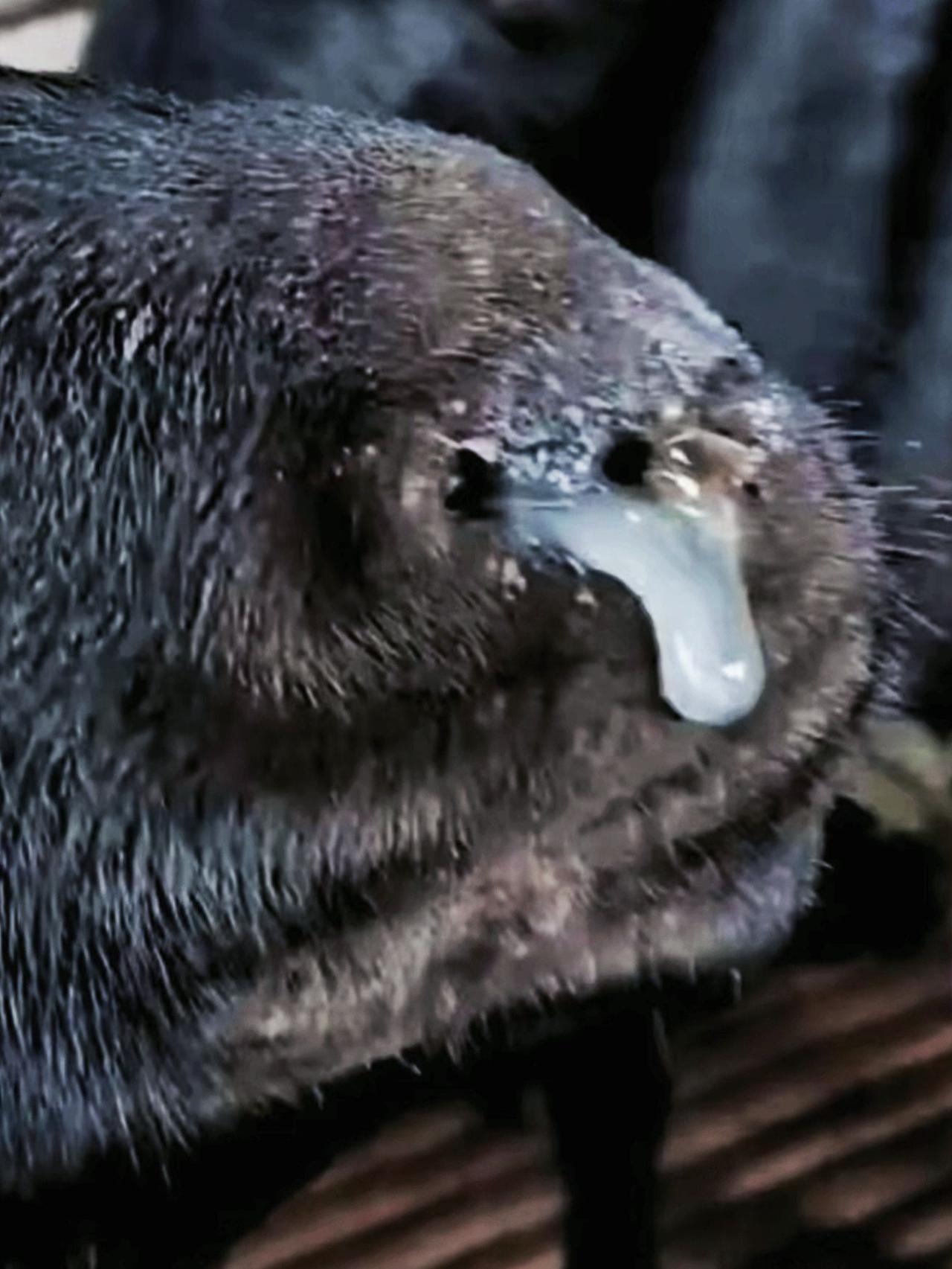 养羊人农村养羊牛羊养殖