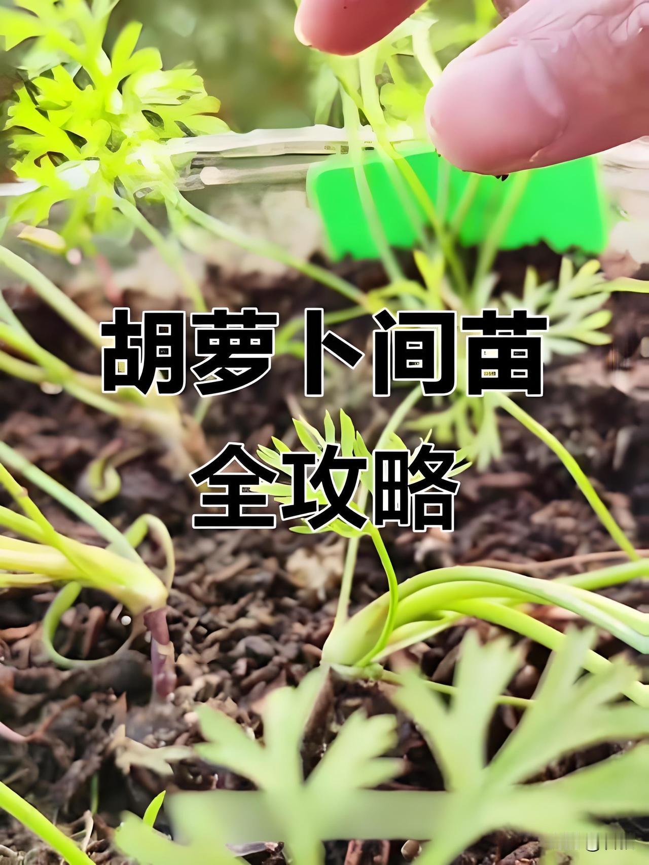 三次间苗法，新手也能种出大又直的胡萝卜咱们种胡萝卜，得给小苗“腾地方”，一