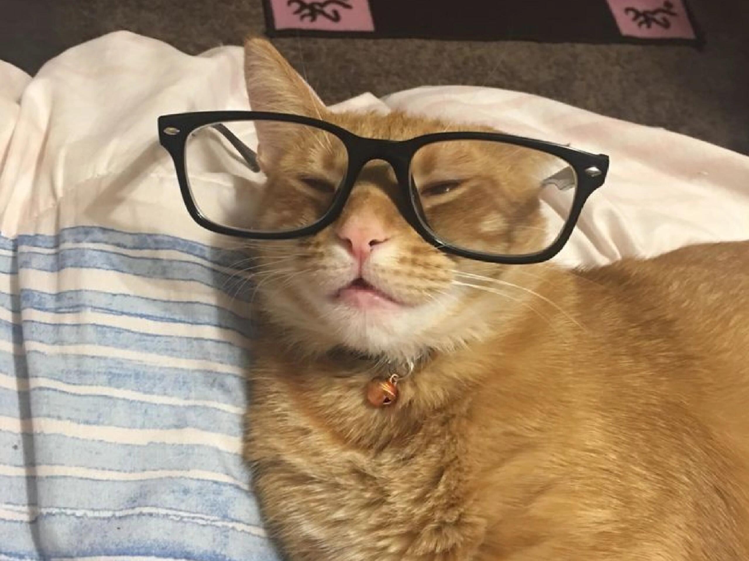 博学小咪​​​