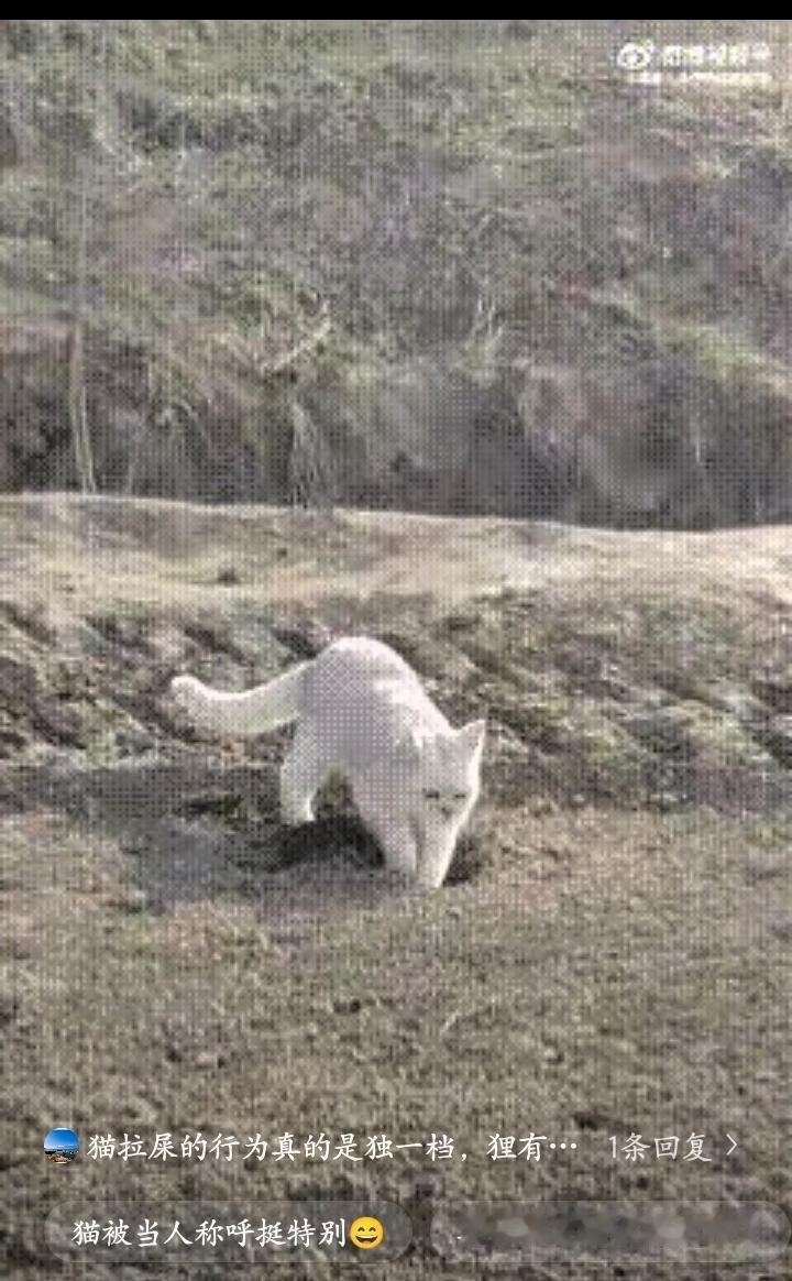 猫难怪是高级动物，猫是所有动物中唯一会自己挖坑拉屎的，拉屎以后还会把屎盖起来，这