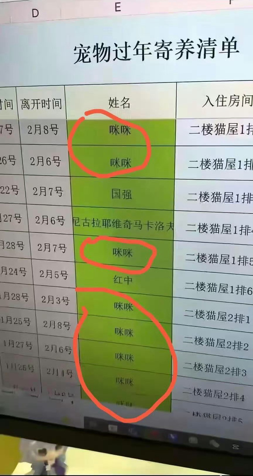 给猫取名字需要上点心了