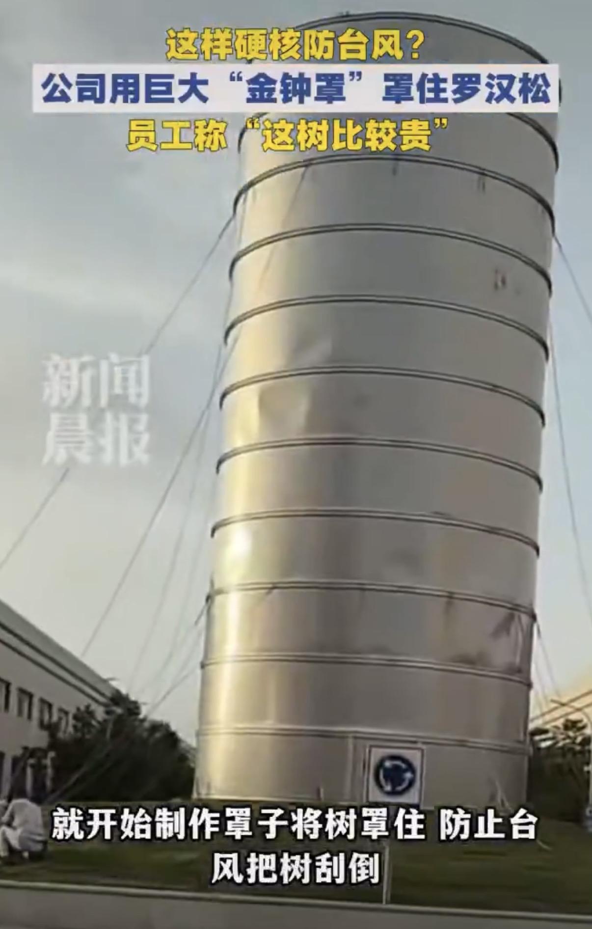 笑出猪叫！浙江一家企业专门做了一个金钟罩，防止他家的宝贝罗汉松被台风吹倒，结果。