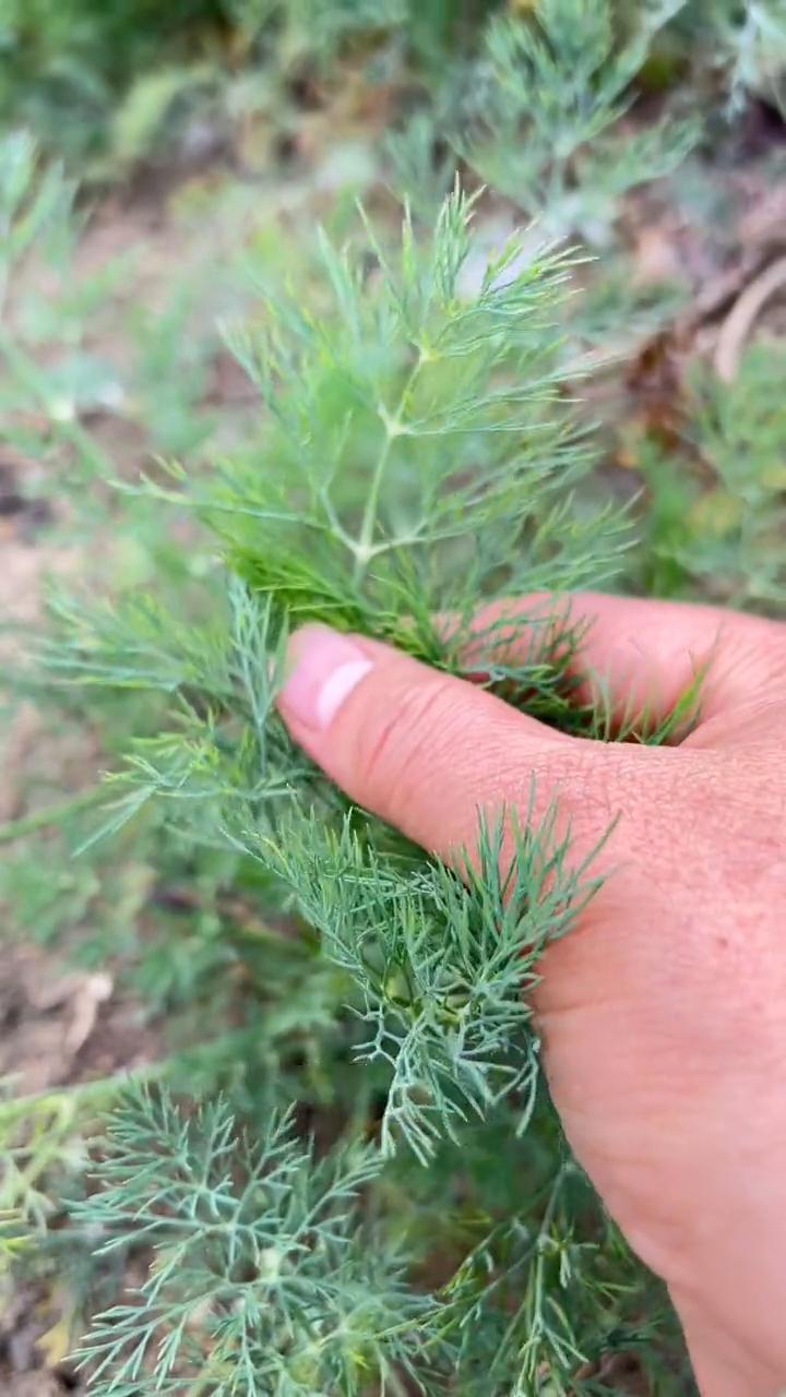 请注意看，野外遇到这种植物，可千万不要把它当茶找，它可是特有的香料之一，也是一种