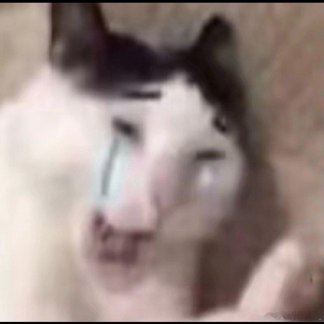 看到个小猫冷知识，就是流浪咪长期生活在外面会有脚茧，被人收养有家后刚开始走路会有