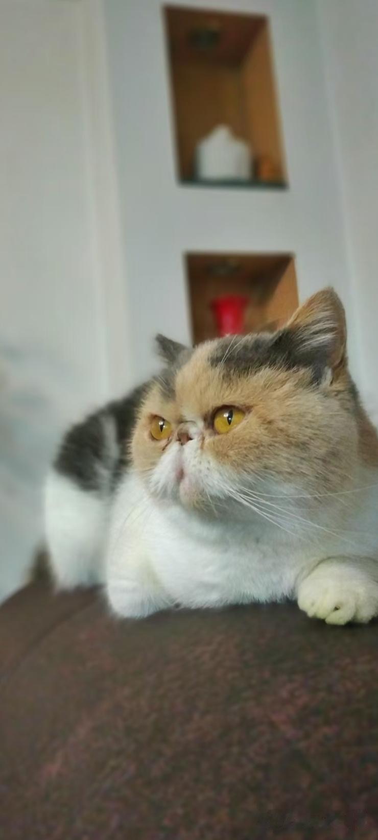 我家的小猫，美国加菲猫很温柔，很可爱，痴痴的看着你。