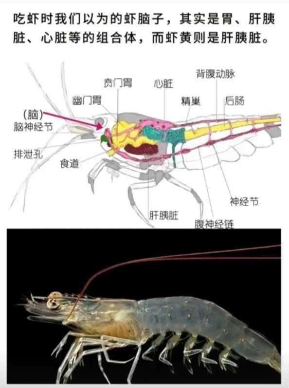 脑子里面都是屎