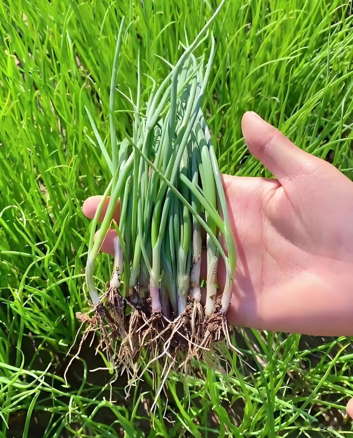 北方菜友注意！洋葱育苗抓紧时间播种咱们石家庄的菜友们注意了，眼下正是洋葱育