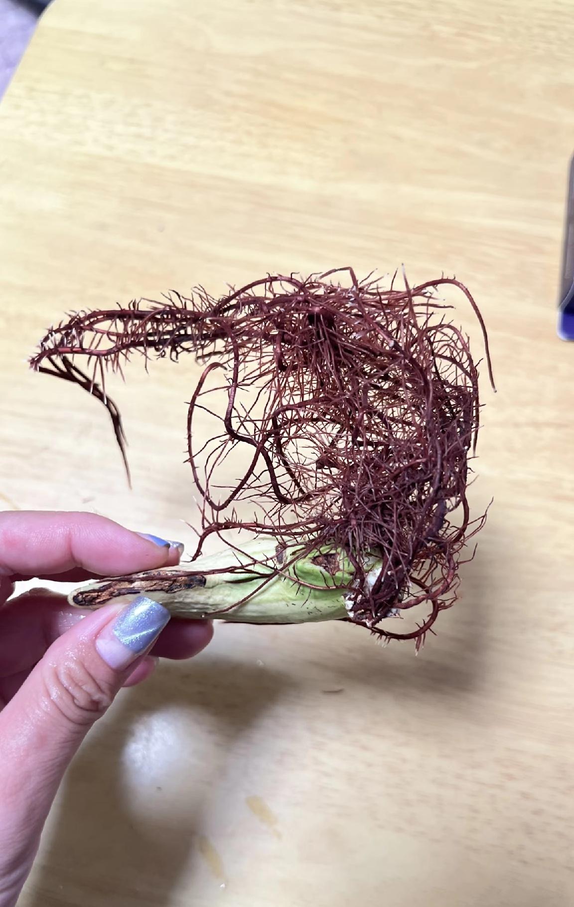 水培芒果长根不长叶，可能是果核处理、光照、水质的问题。水培时，应选自然成熟、饱满