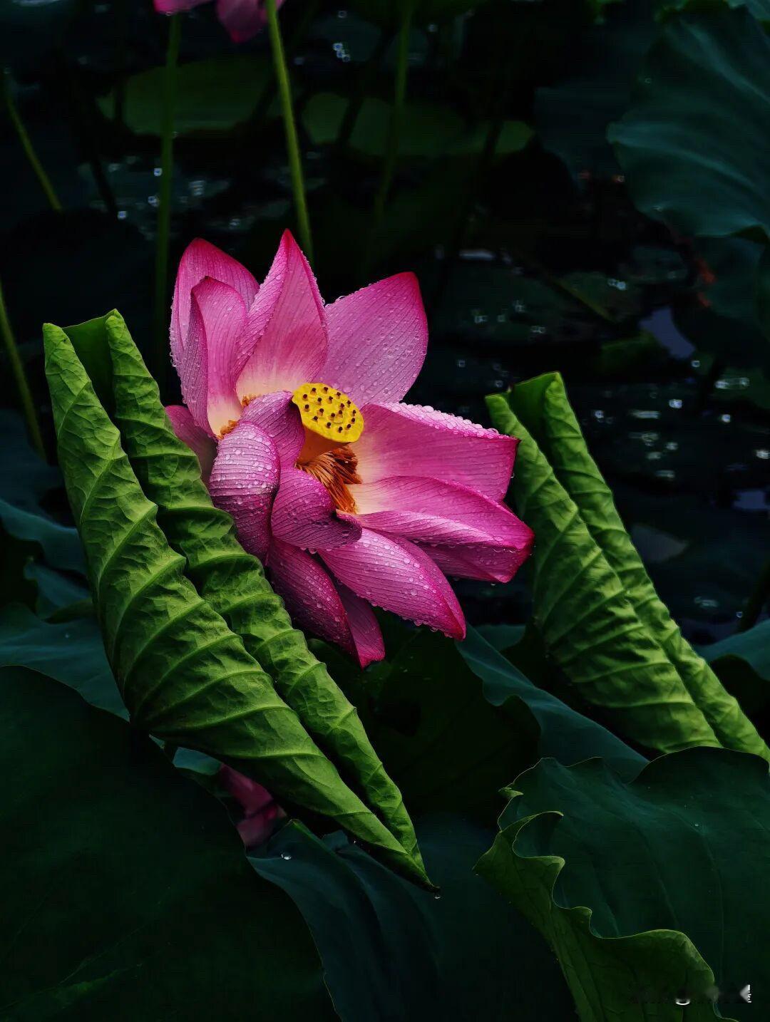 给这张照片取个名字？我觉得，“护花使者”比较合适。雨后的荷花，分外娇艳。这个