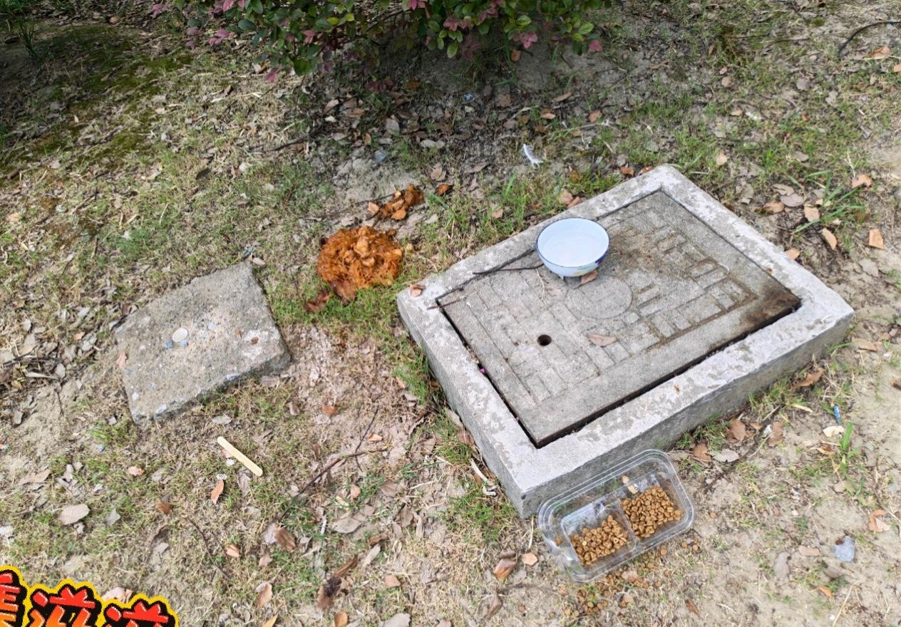 这就是爱心人士的高素质吗直接扔地上全是蚂蚁