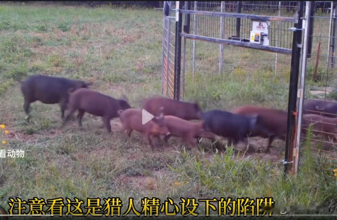 大家有见过黄金和科技同时狂飙的牛市吗？实际上历史上是没有的，黄金代表避险资产，科