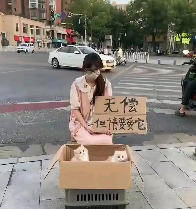 下个月我要去工作了，没时间看管心爱的小猫。