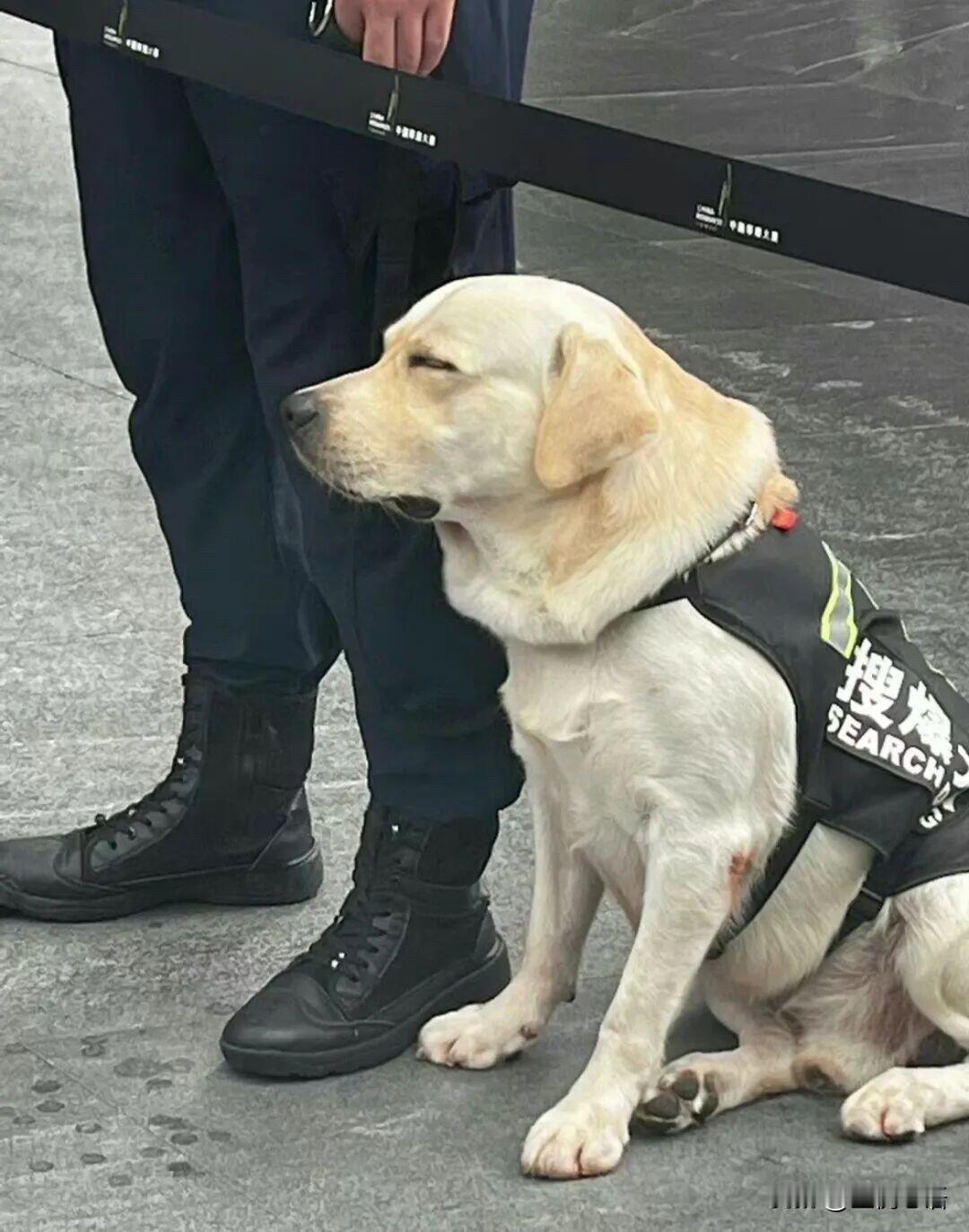 这哪是狗啊，明明是上班时的我么上海地铁这只搜爆犬也太真实了吧！都说拉布拉多