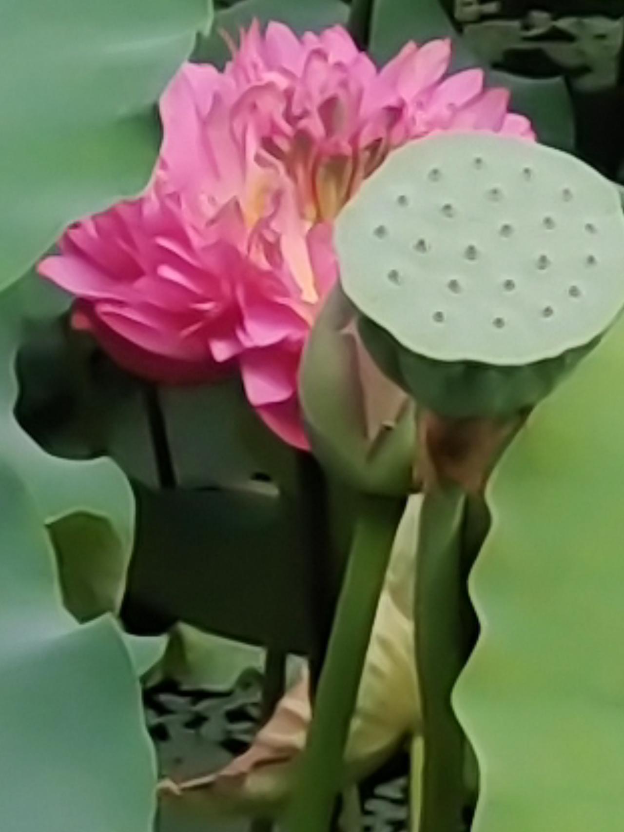 随手拍公园美景
