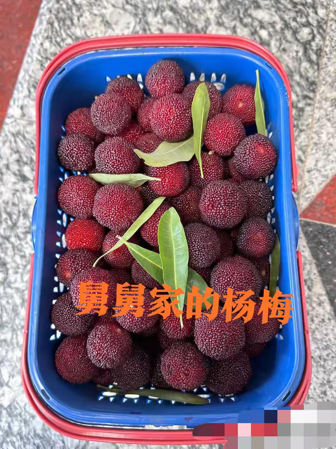 说说老鼠屎的事情。这两天龙海杨梅批发商没有人性非法添加添加剂的事情爆红网络。最
