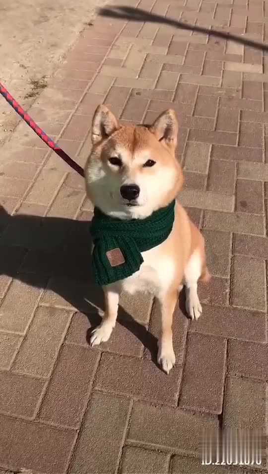 163--蝴蝶花系列--围巾 猫猫编织教程(流畅)_土