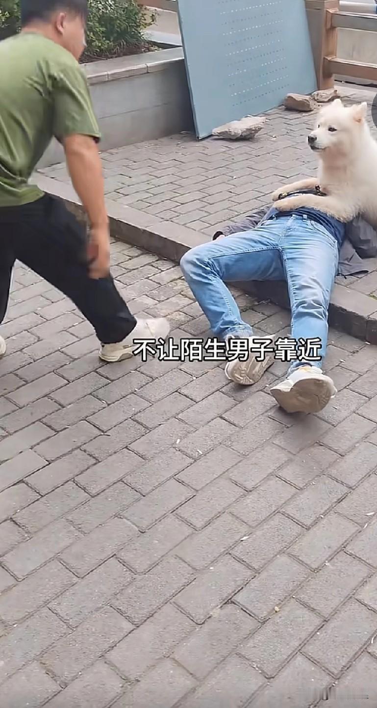主人晕倒在路旁，狗狗趴在主人身上，不让陌生人靠近。这给想救助男子的好心人添了诸多