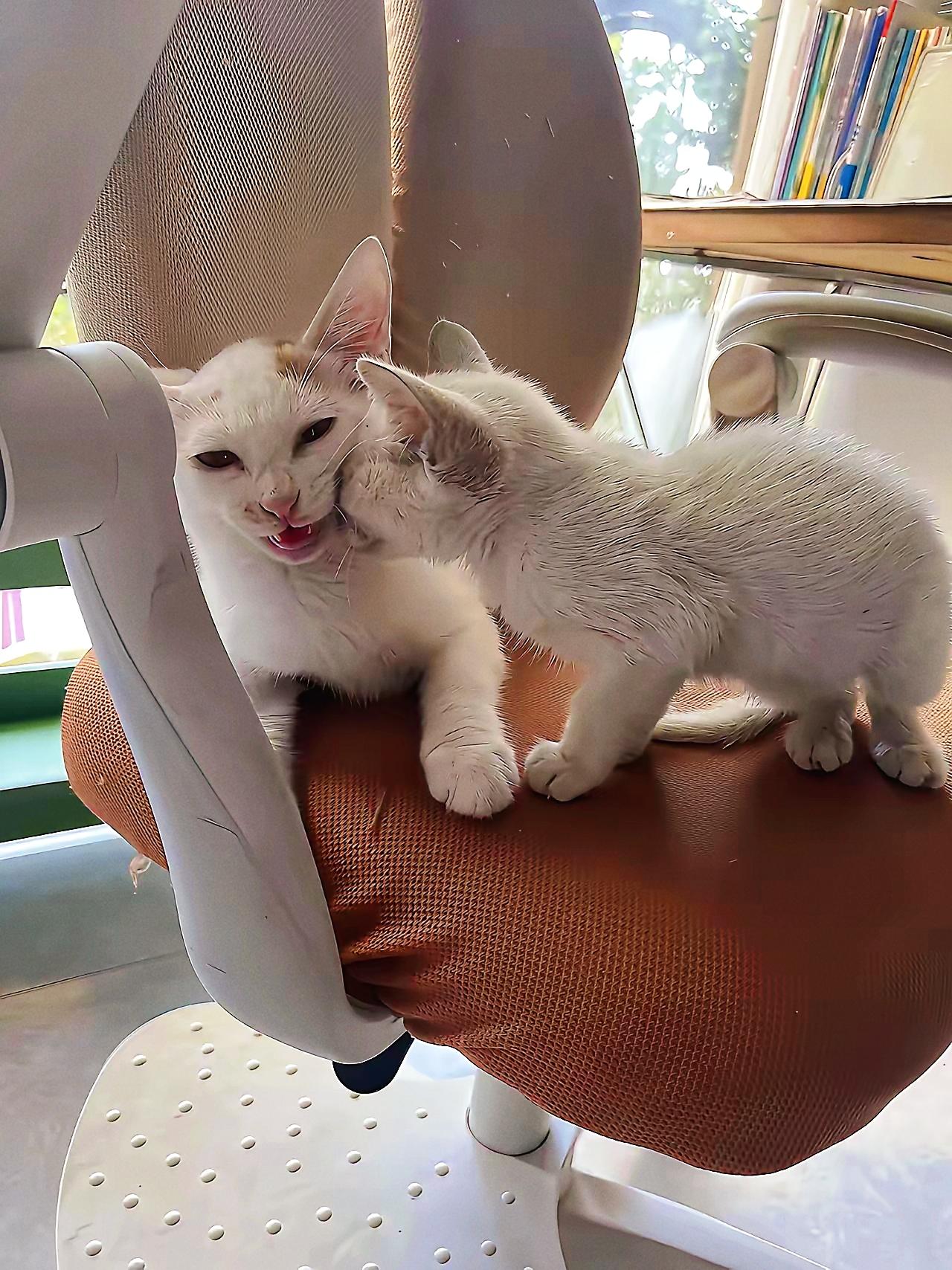 医院门口被“碰瓷”？这只大肚子猫，竟带了场生命奇迹！谁能想到去医院办事，会