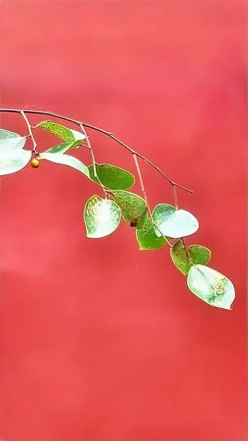 昨天刷到段话，突然破防了。居然把长治摔狗案里的憋屈，说透了。咱普通人遇着