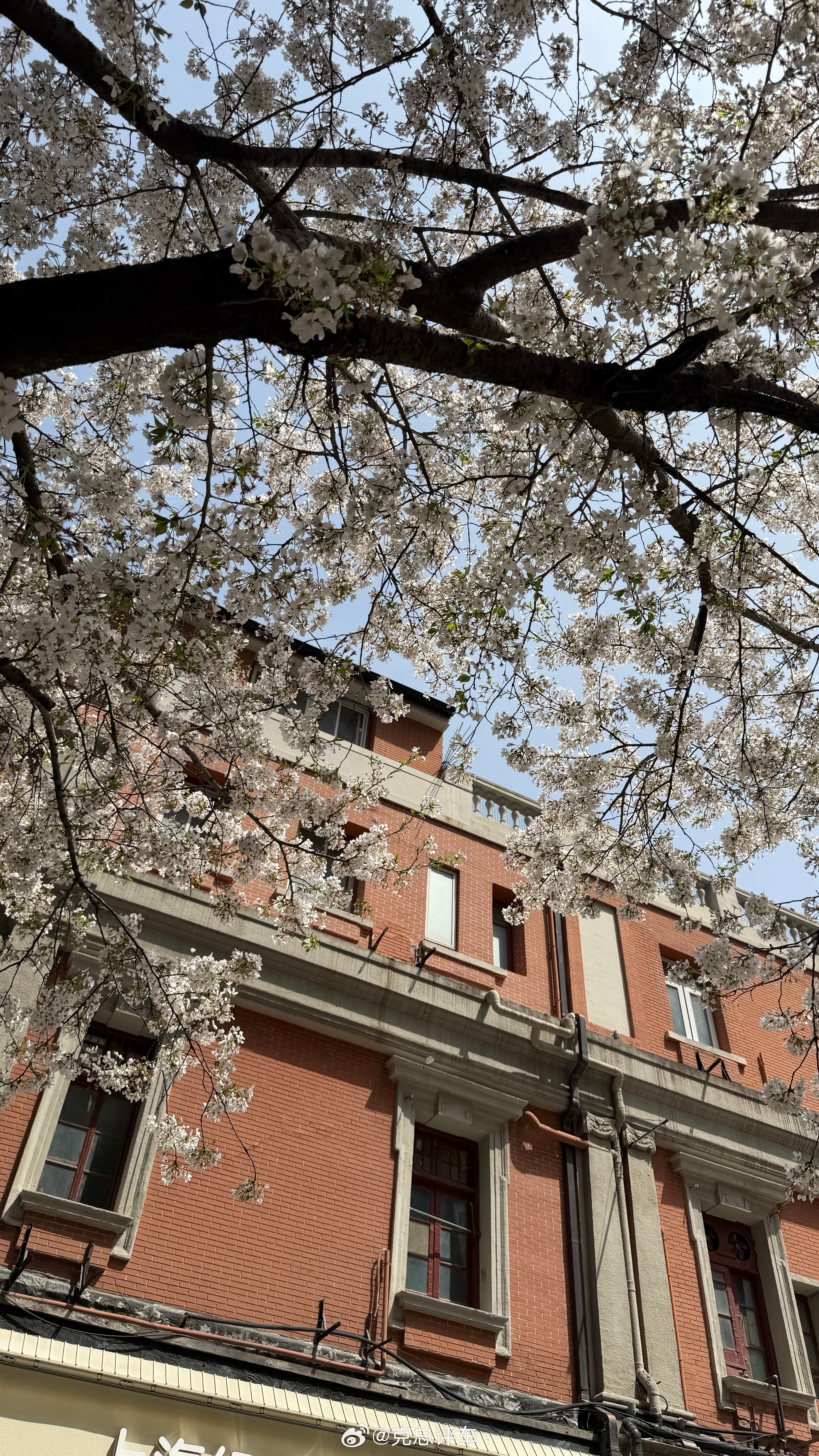 周末进了一趟城我很好奇这“上海帐子公司”现在还卖蚊帐吗？克总随感上海上海南京路