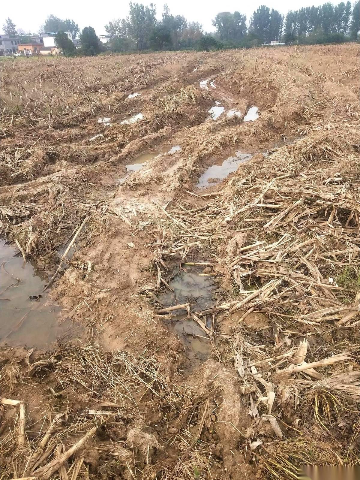 天上的那个大金盘子，总算舍得露脸了。再不出来，我真以为咱河南要改名叫“江南水乡