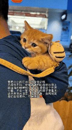 谁能不爱这般沉稳又软萌的小猫咪呀。跟着主人出门，乖乖蜷在身后的布包里，全程安安静